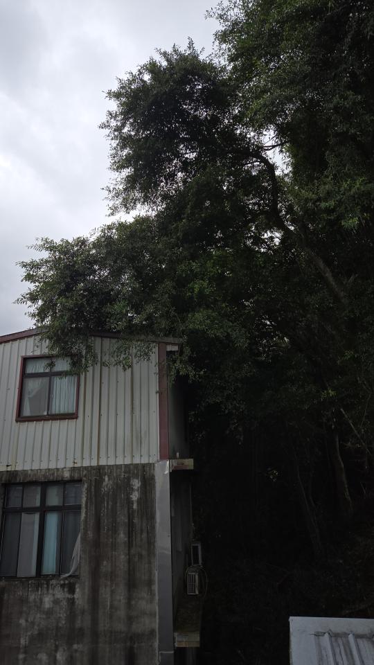 園藝維護案件圖片