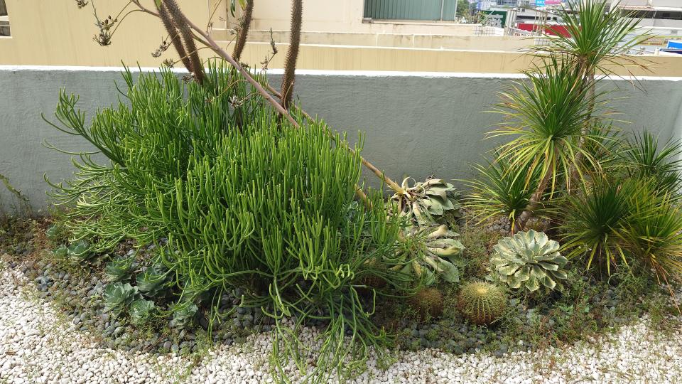 園藝維護案件圖片