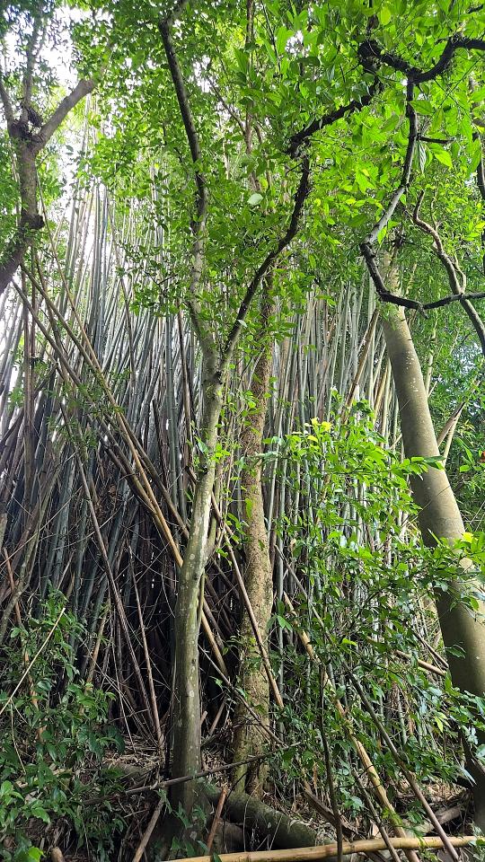 園藝維護案件圖片