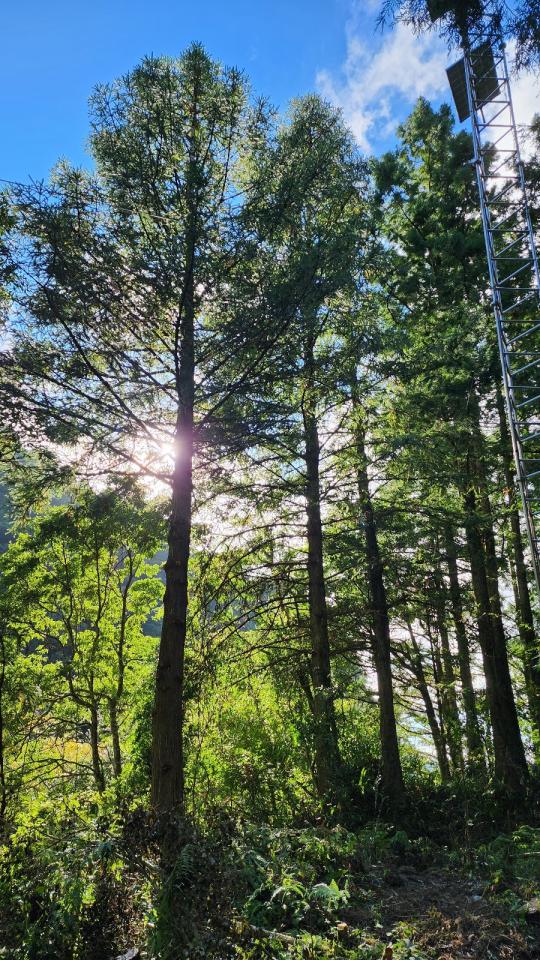 園藝維護案件圖片