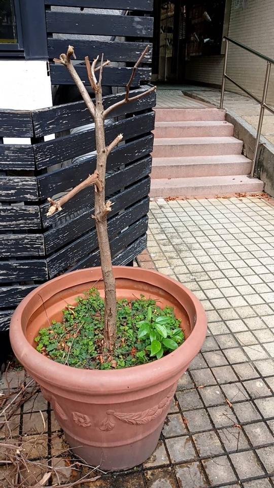 園藝維護案件圖片