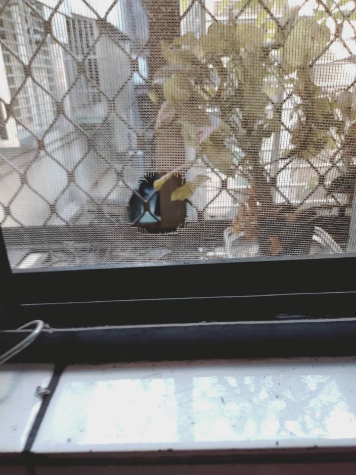 紗窗裝修案件圖片