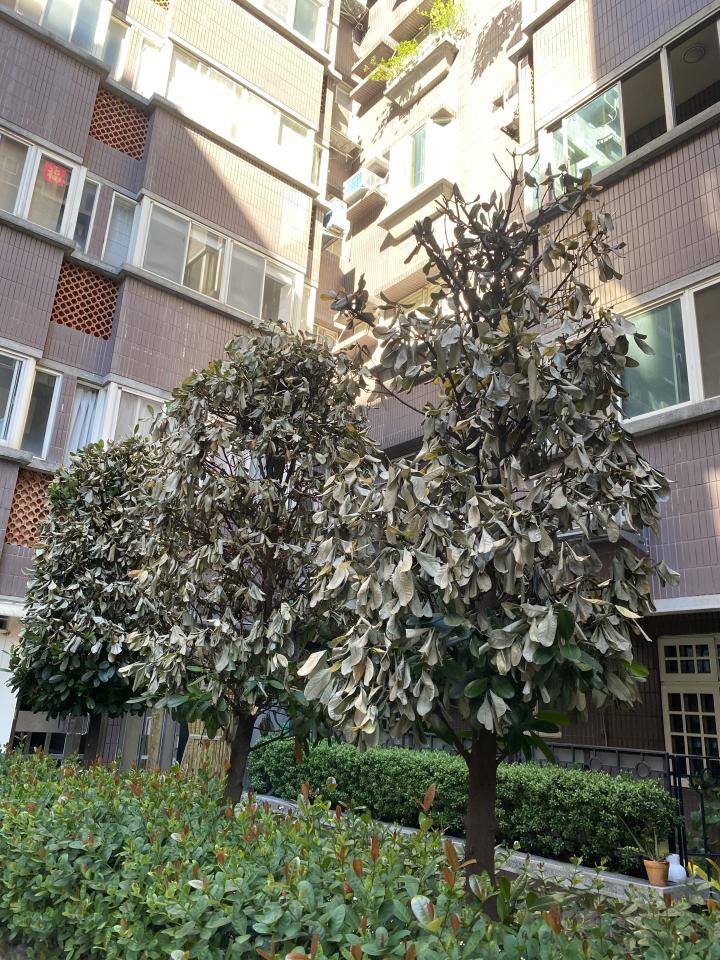 植物診療師案件圖片