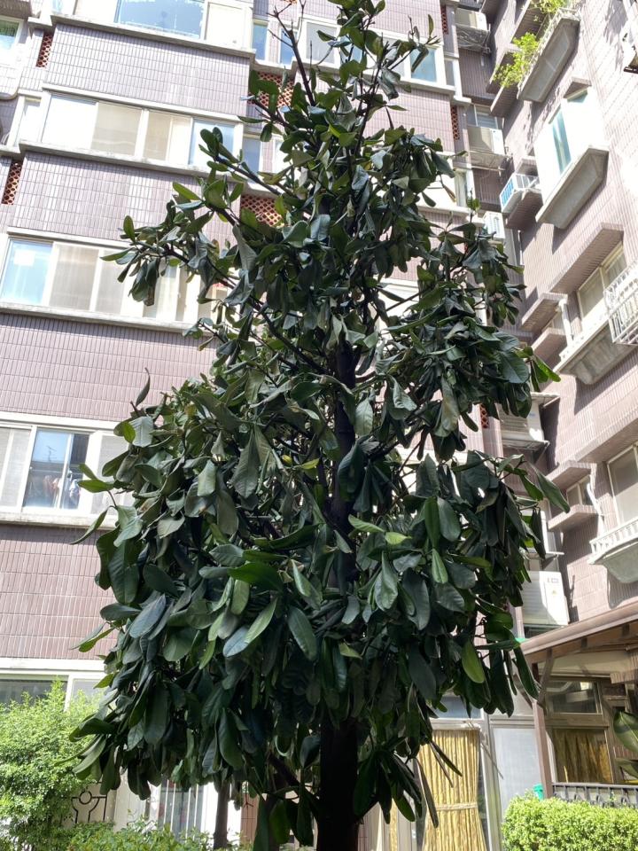 植物診療師案件圖片