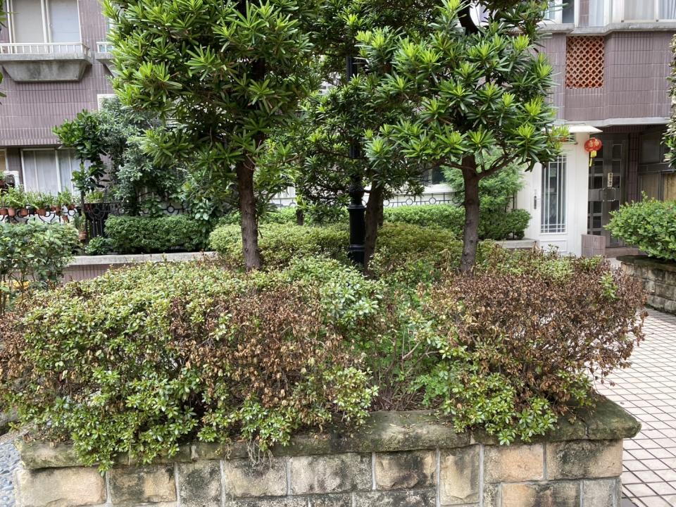 植物診療師案件圖片