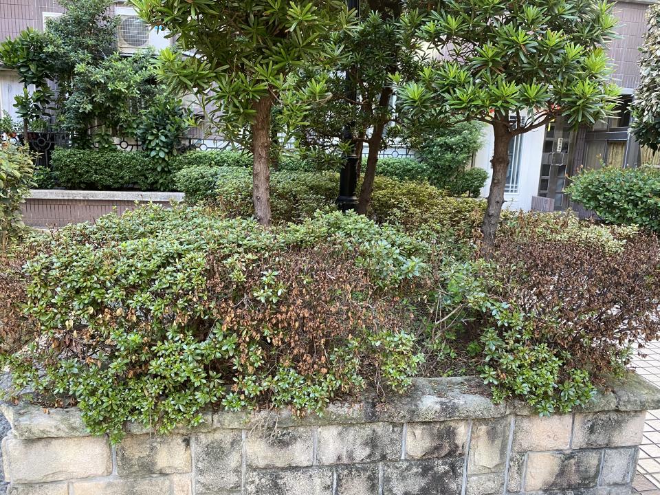 植物診療師案件圖片