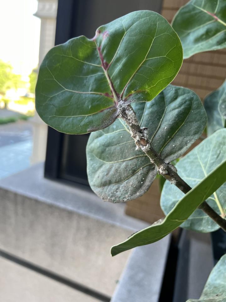 植物診療師案件圖片