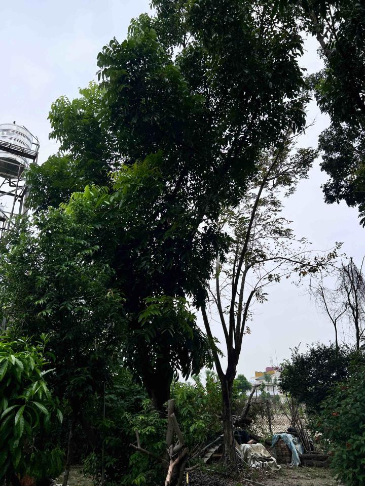 園藝維護案件圖片