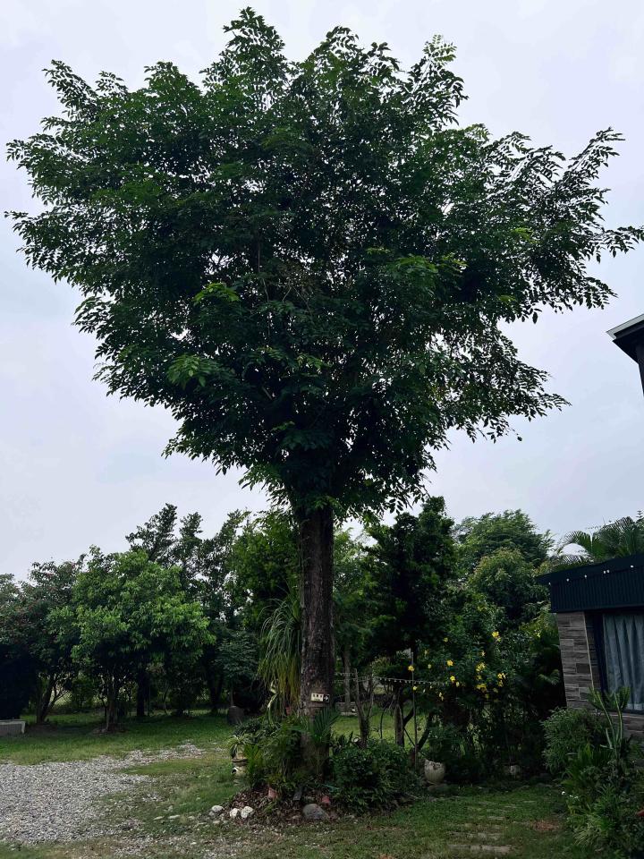 園藝維護案件圖片