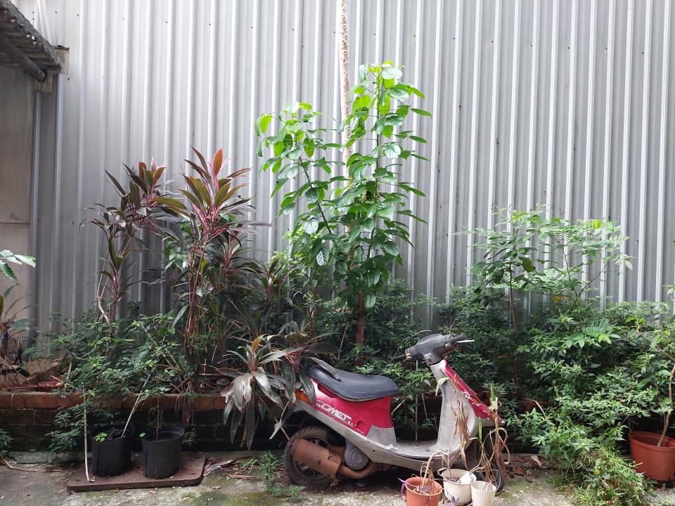 園藝維護案件圖片