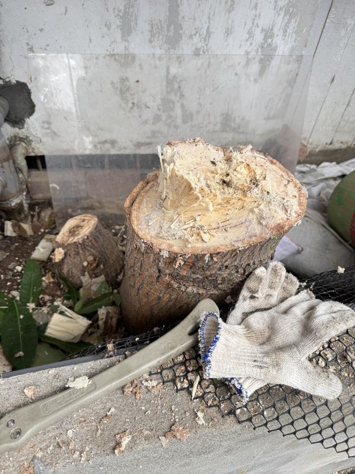 園藝維護案件圖片