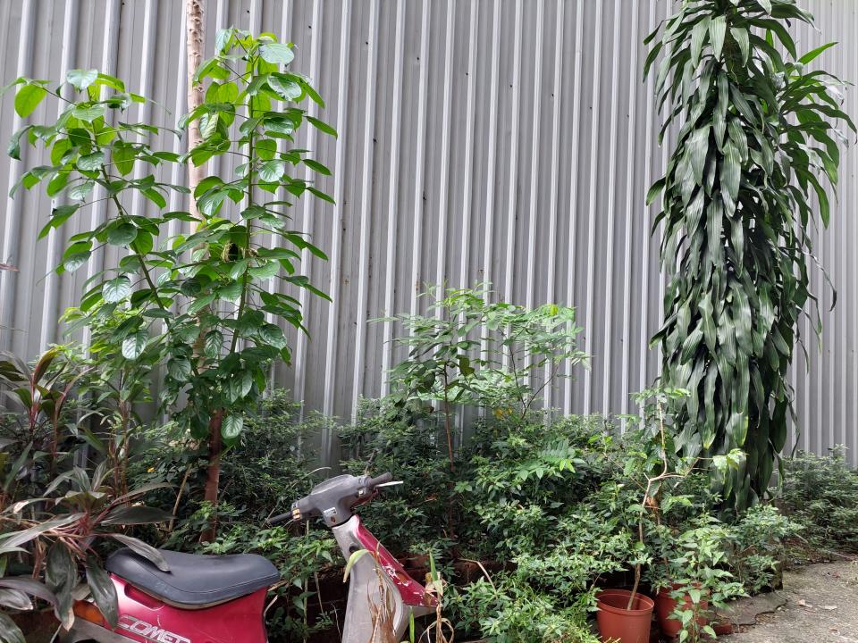 園藝維護案件圖片