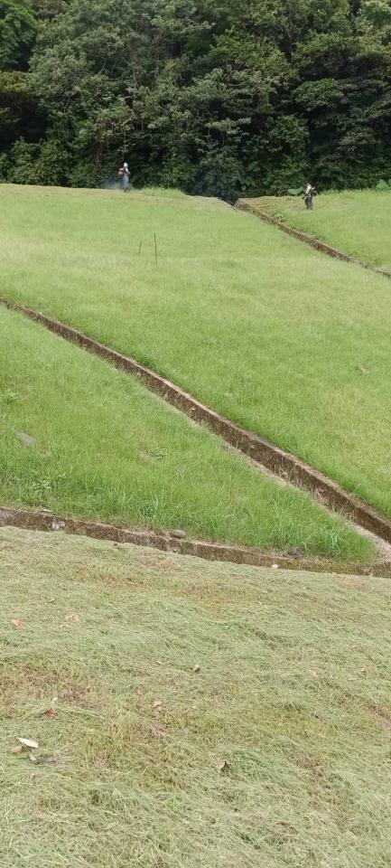 園藝維護案件圖片