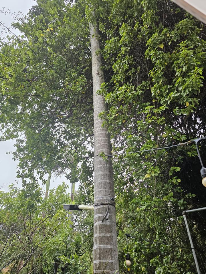 園藝維護案件圖片