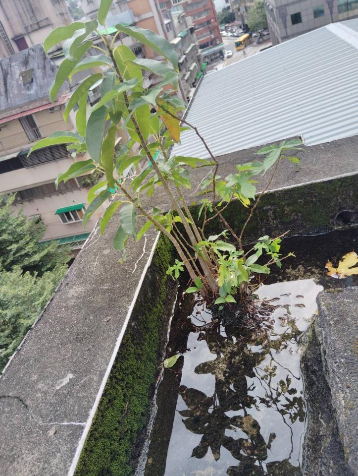 屋頂排水案件圖片