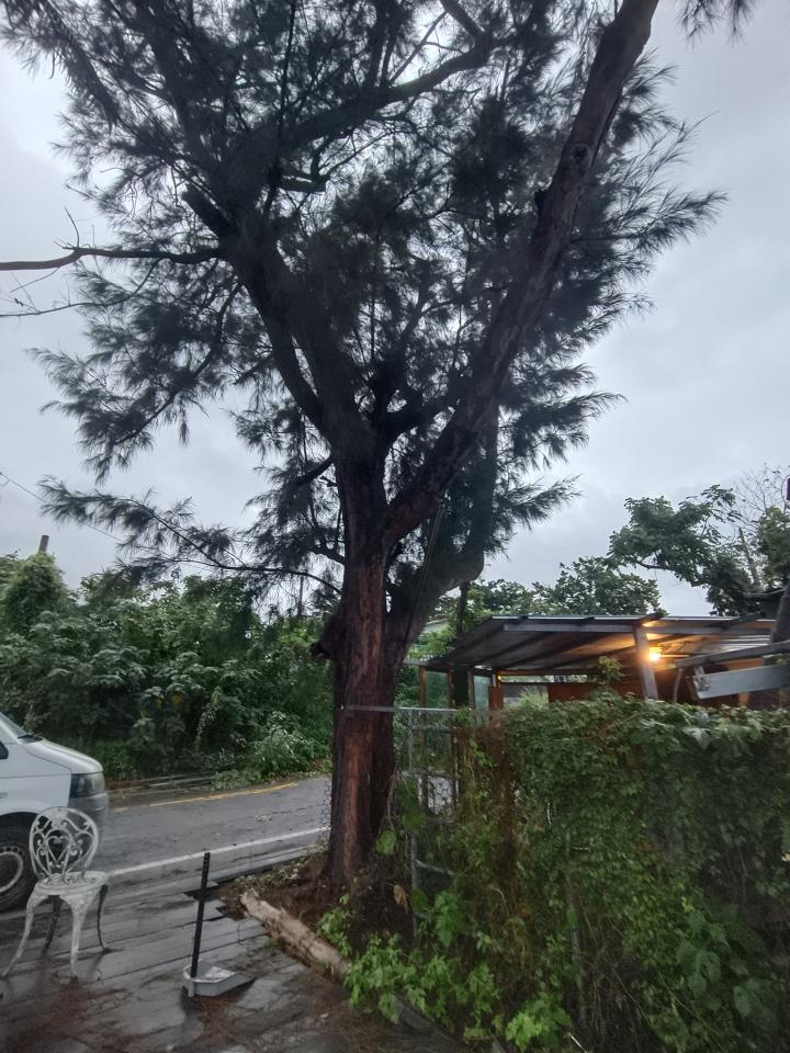 園藝維護案件圖片