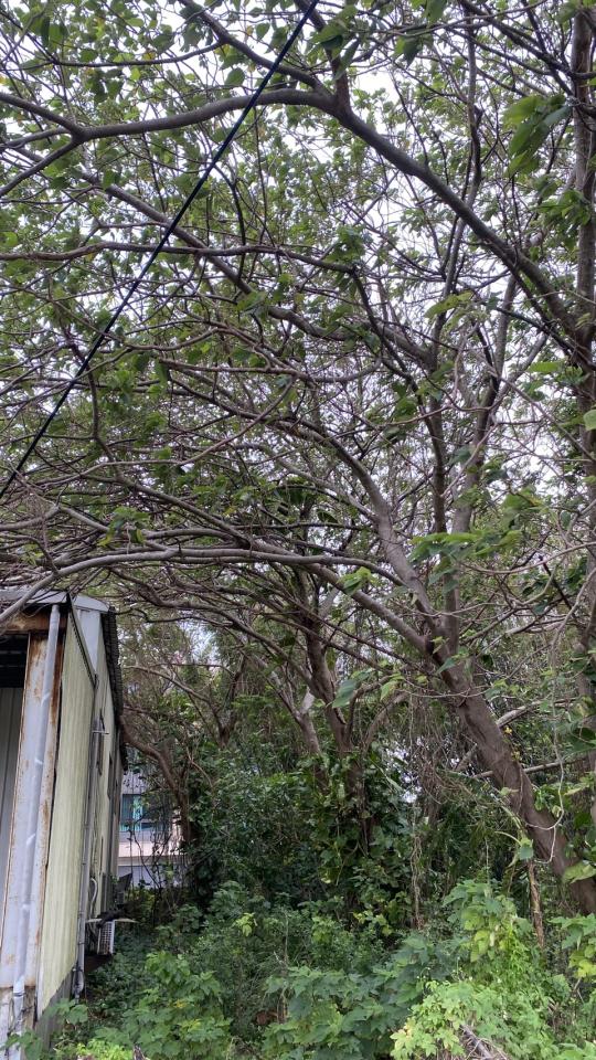 園藝維護案件圖片