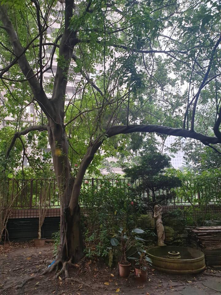 園藝維護案件圖片