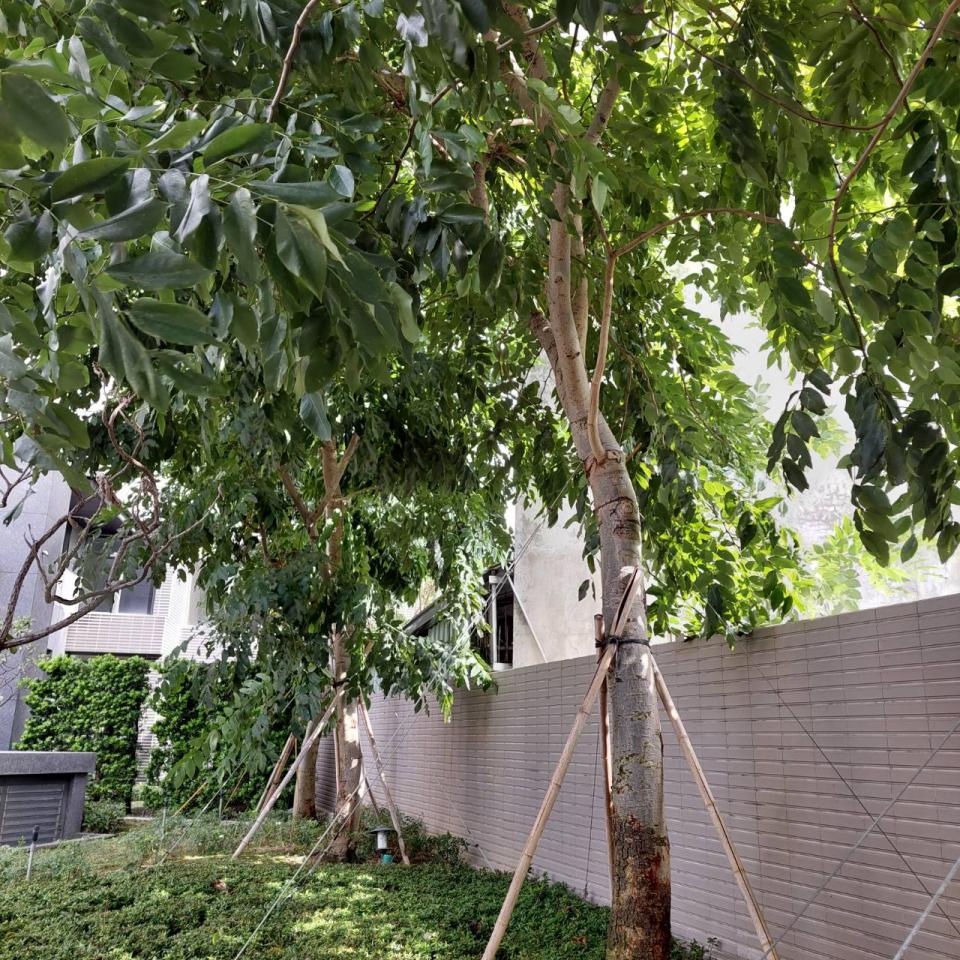 園藝維護案件圖片