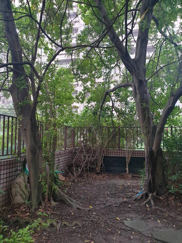 園藝維護案件圖片