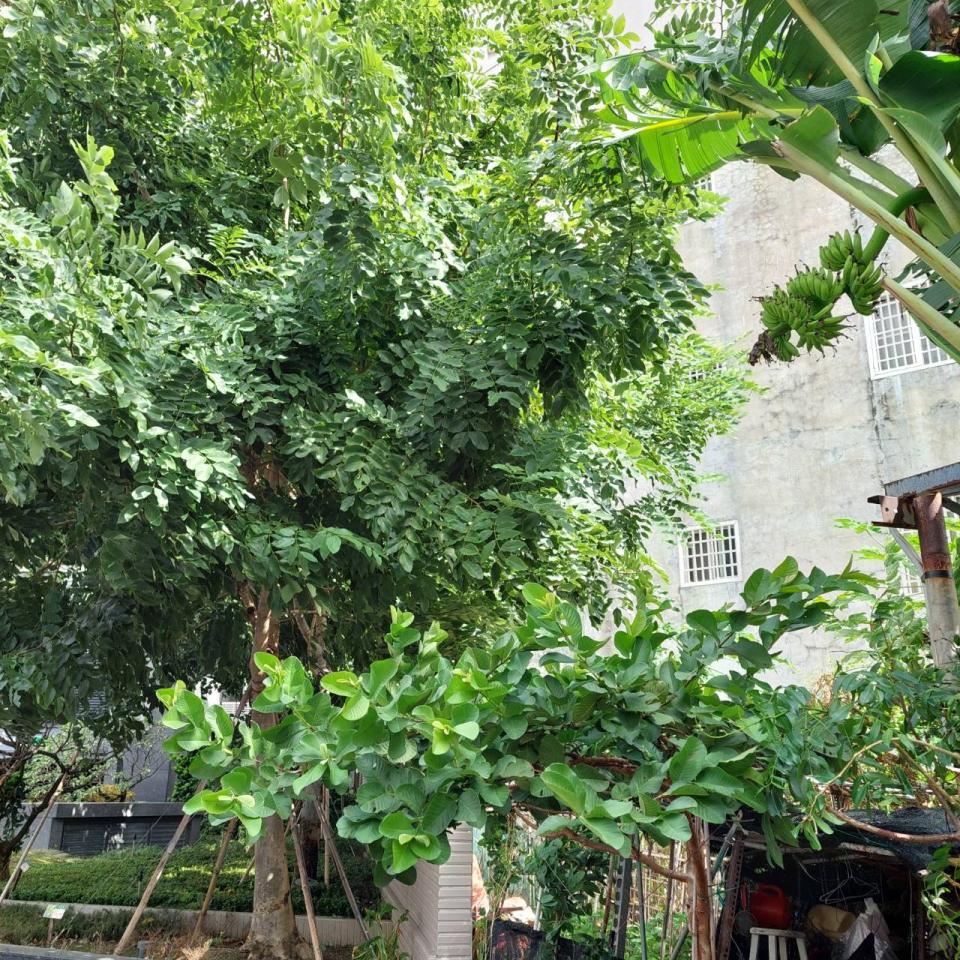 園藝維護案件圖片