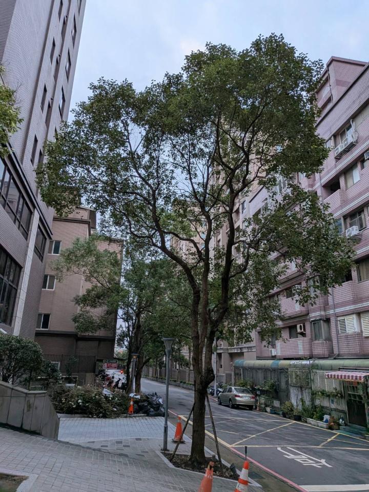 園藝維護案件圖片