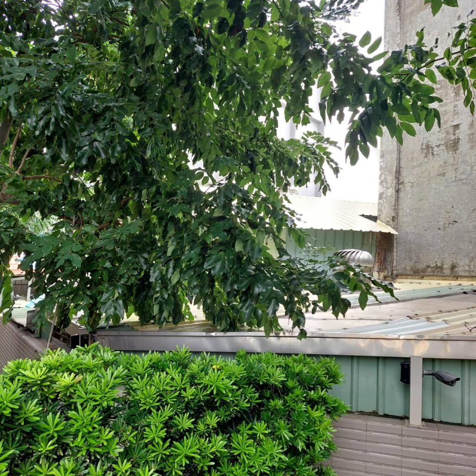 園藝維護案件圖片