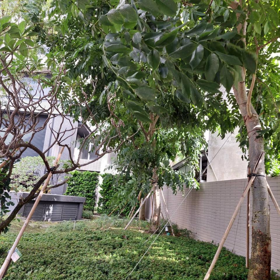 園藝維護案件圖片