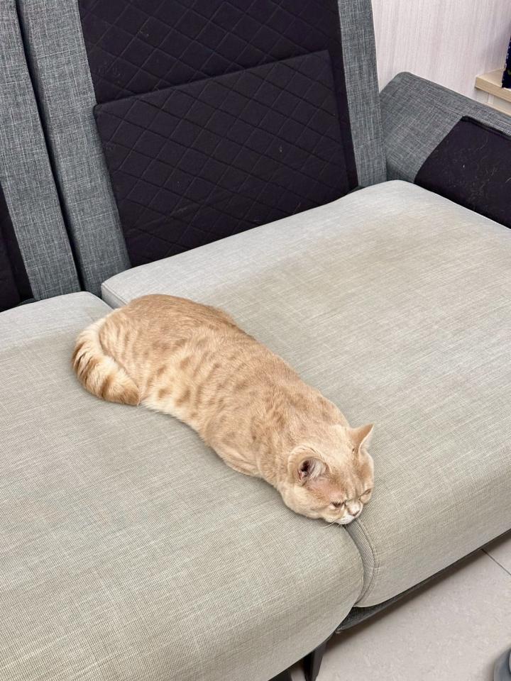 沙發清潔案件圖片