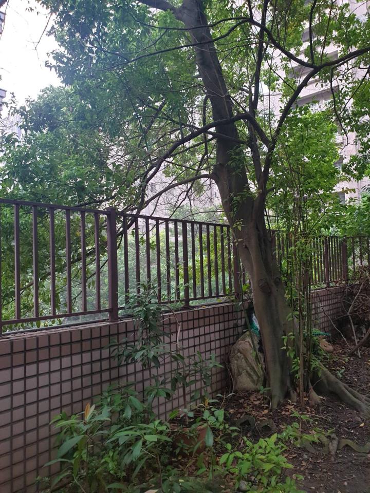 園藝維護案件圖片