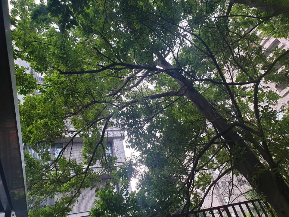 園藝維護案件圖片