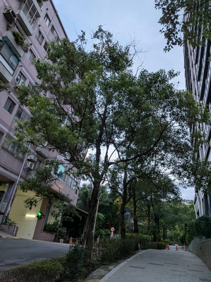 園藝維護案件圖片