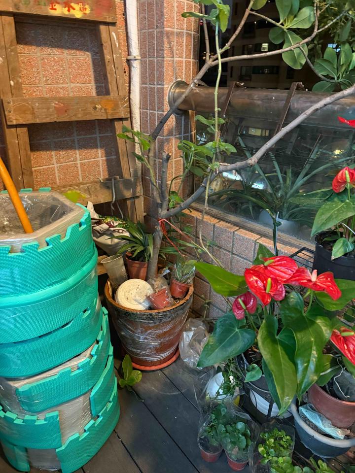 園藝維護案件圖片