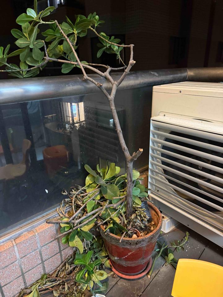 園藝維護案件圖片