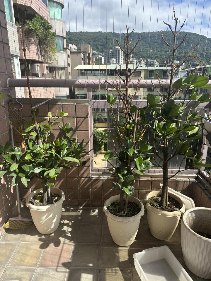 園藝維護案件圖片