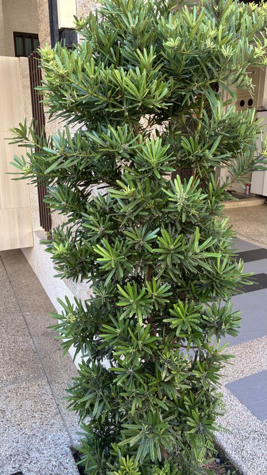 園藝維護案件圖片