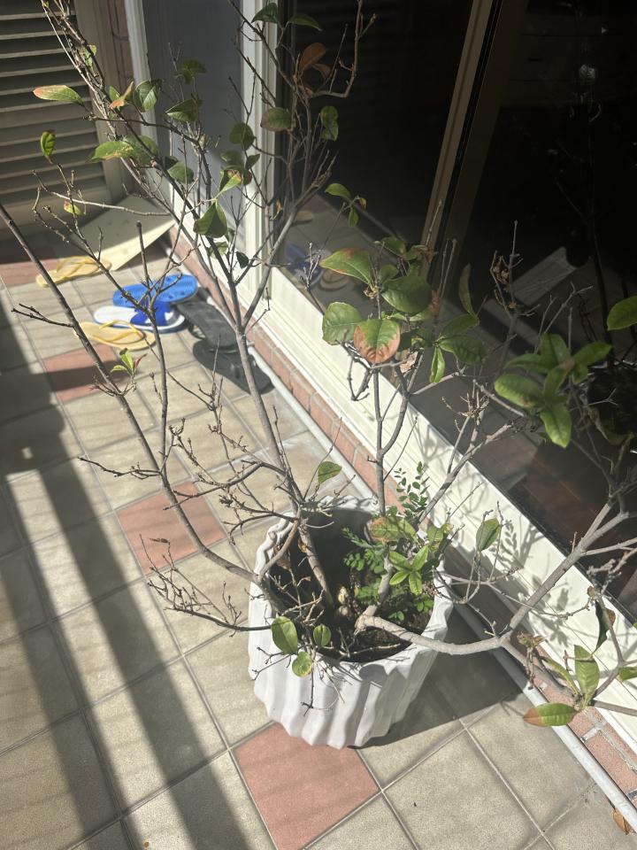 園藝維護案件圖片