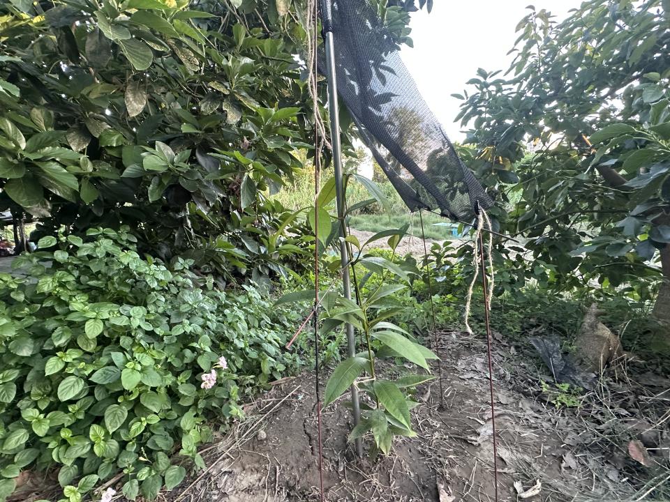 園藝設計案件圖片