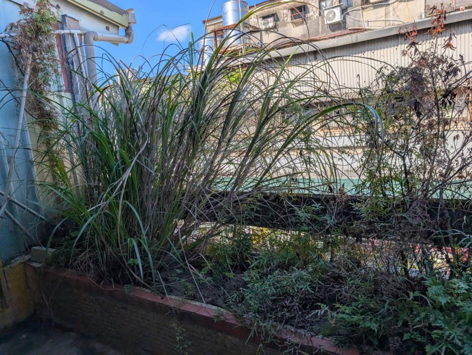 園藝維護案件圖片