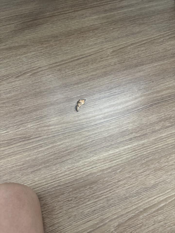 地板維修案件圖片