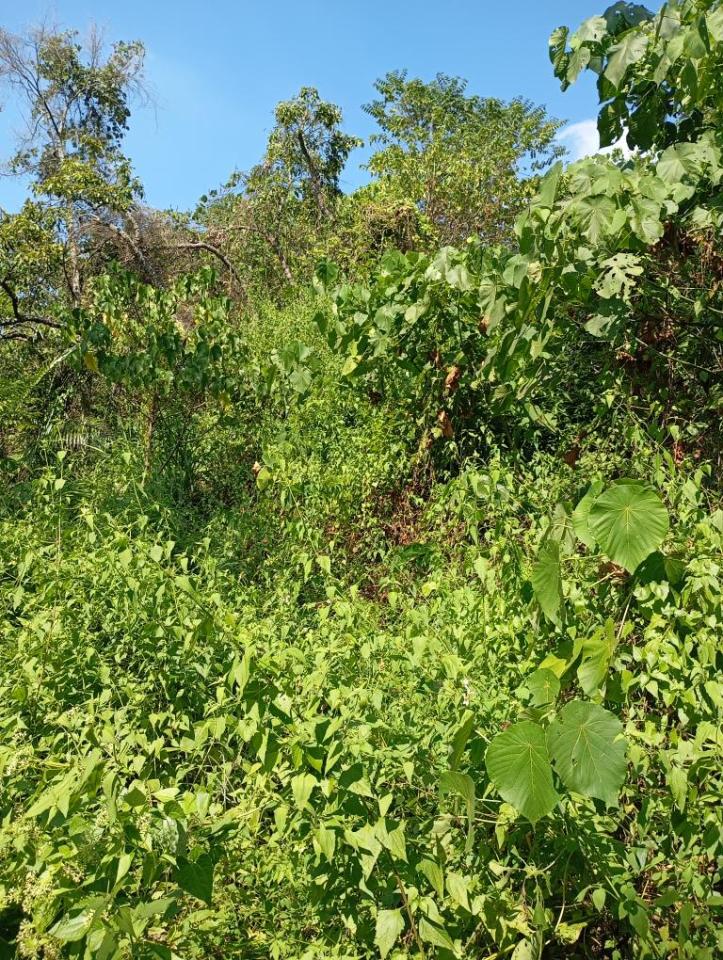 園藝維護案件圖片