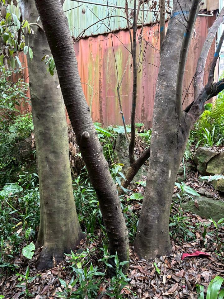 園藝維護案件圖片