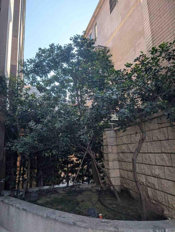 園藝維護案件圖片