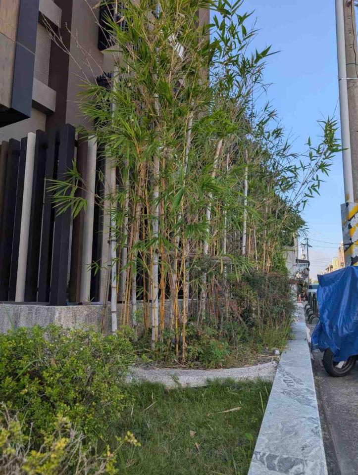 園藝維護案件圖片