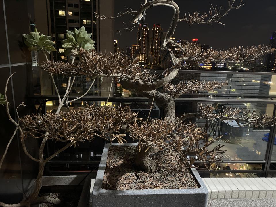 園藝維護案件圖片