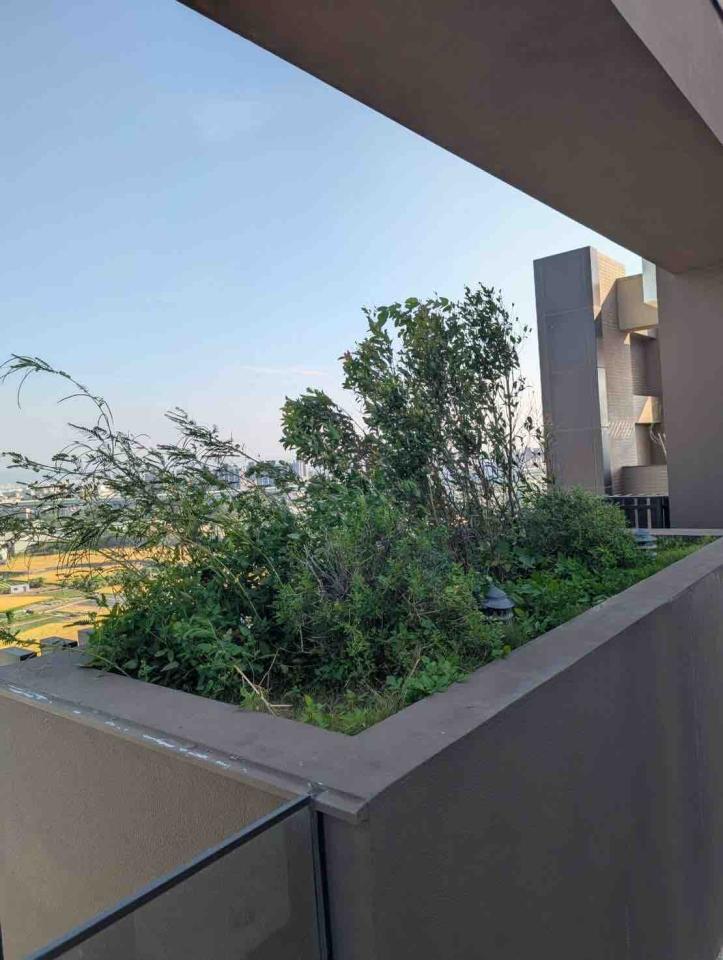 園藝維護案件圖片