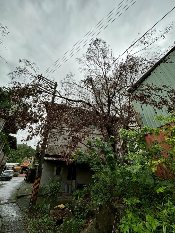 園藝維護案件圖片