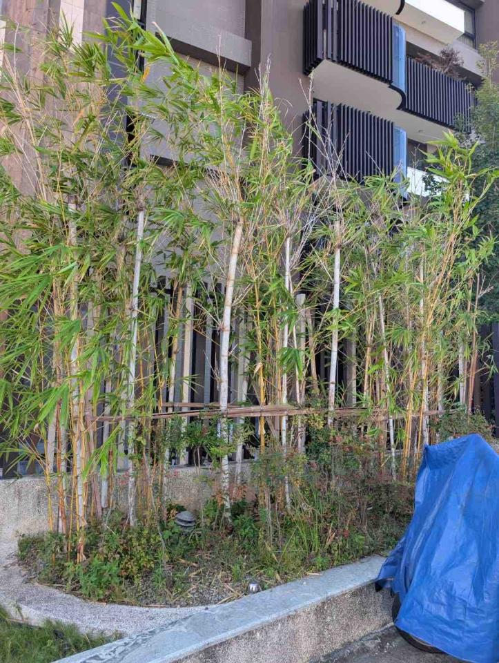 園藝維護案件圖片