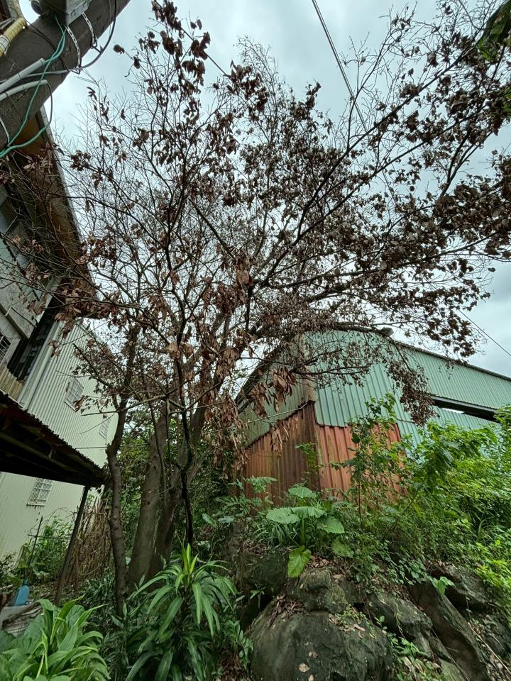 園藝維護案件圖片