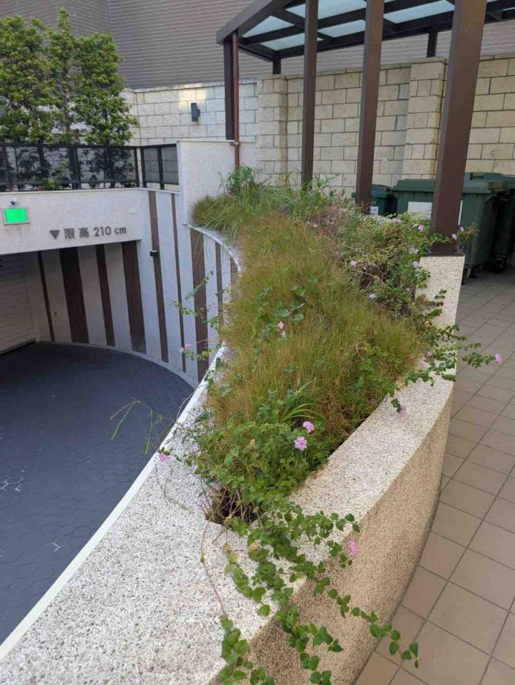 園藝維護案件圖片